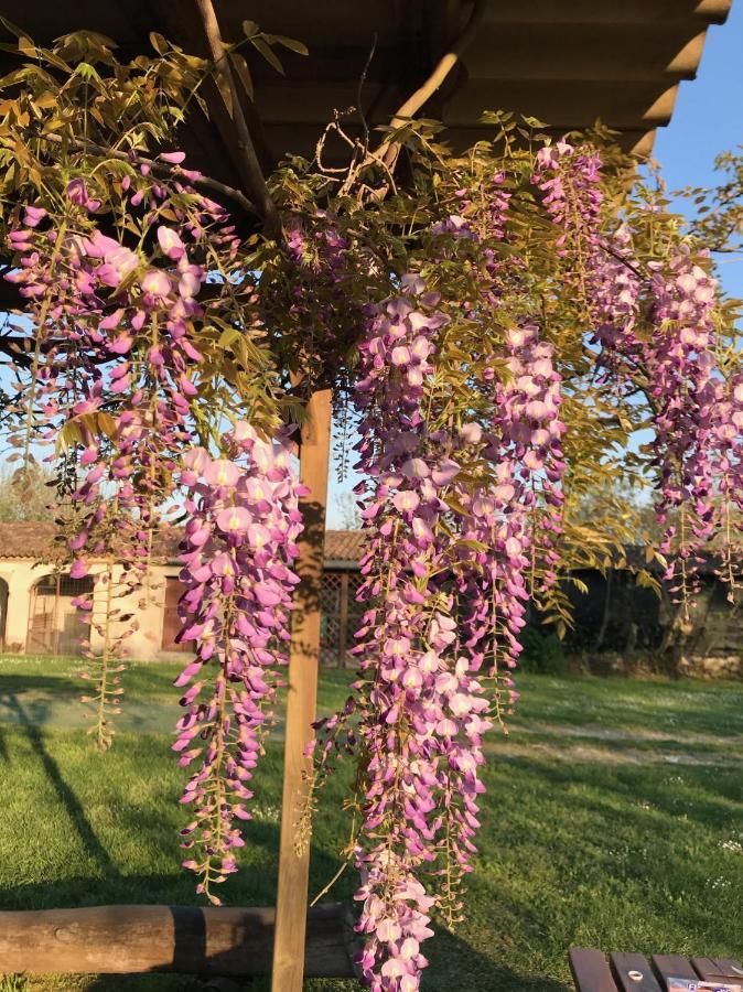 Agriturismo Corte Galvagnina Cesole Dış mekan fotoğraf